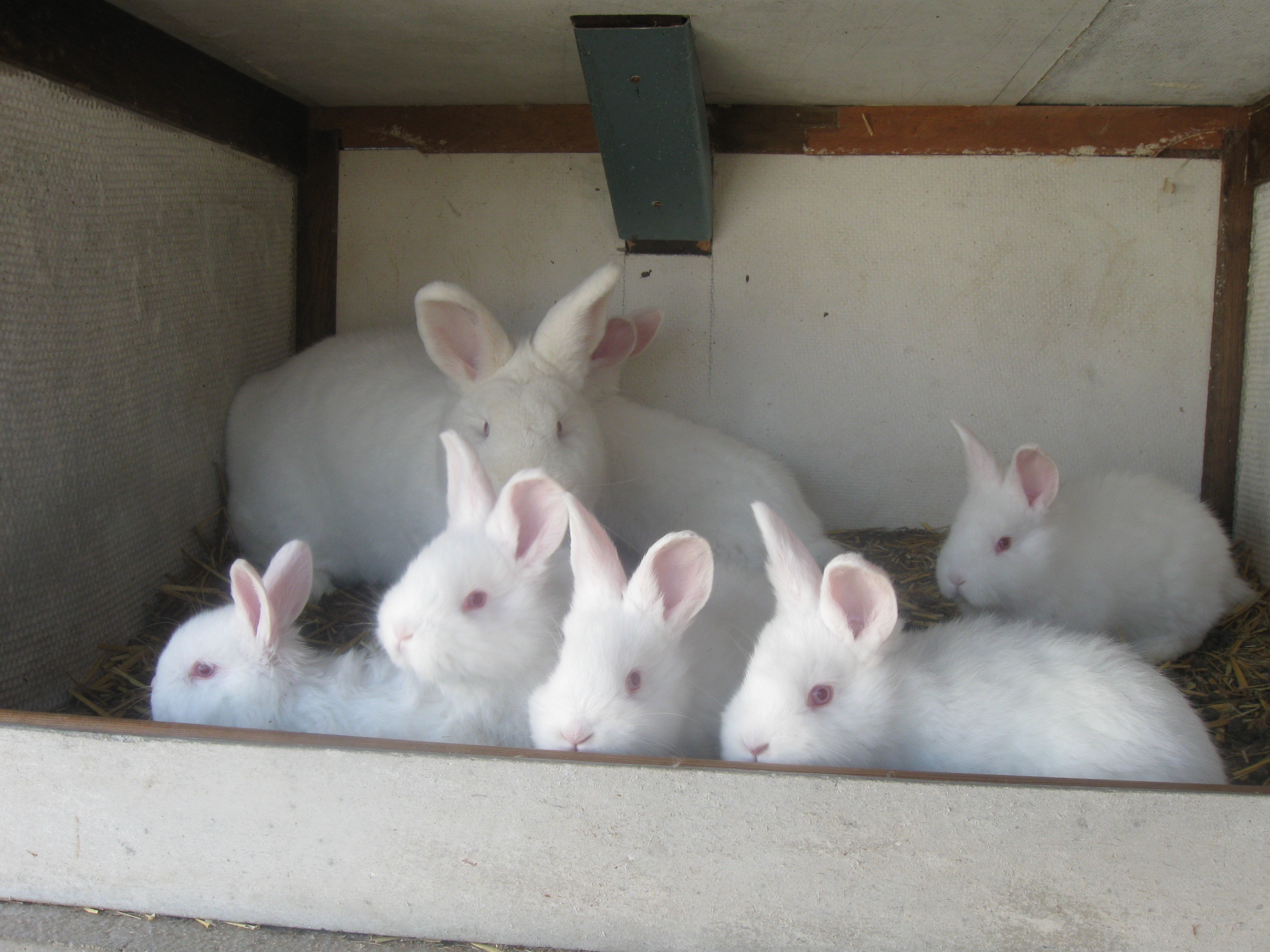 Lapin n o 6