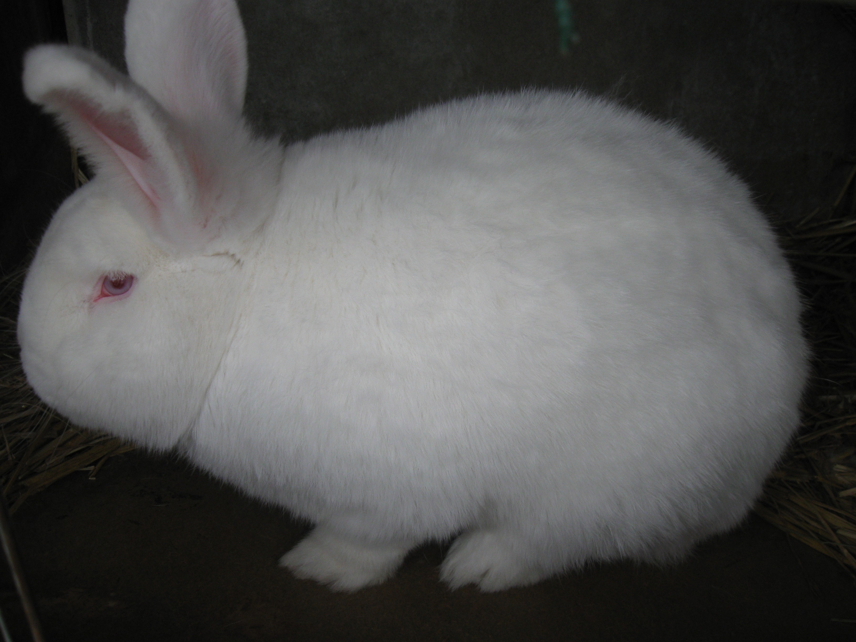 Lapin neo 6
