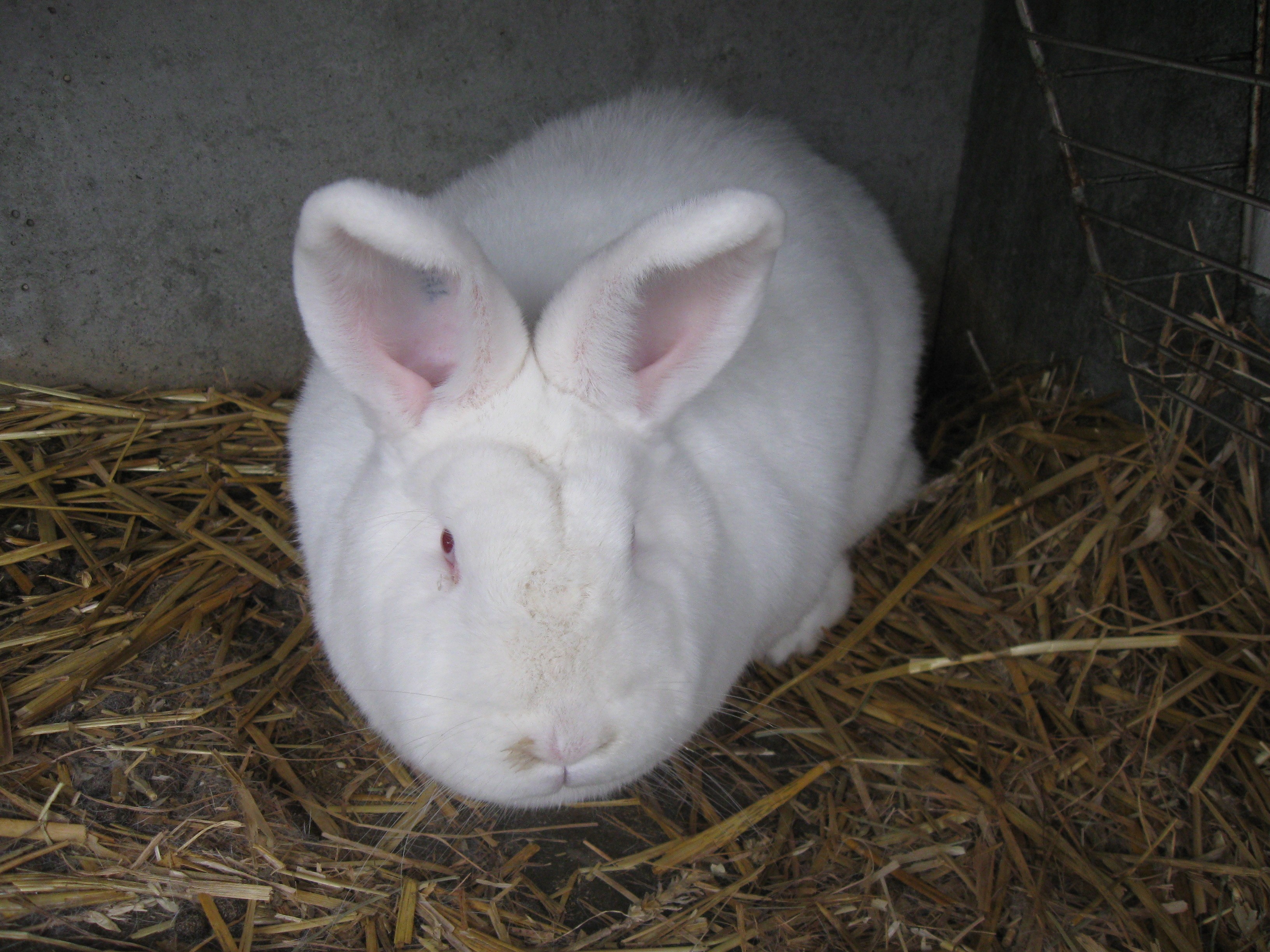 Lapin neo 7